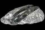 Polished Orthoceras (Cephalopod) Fossils - Morocco #96636-1